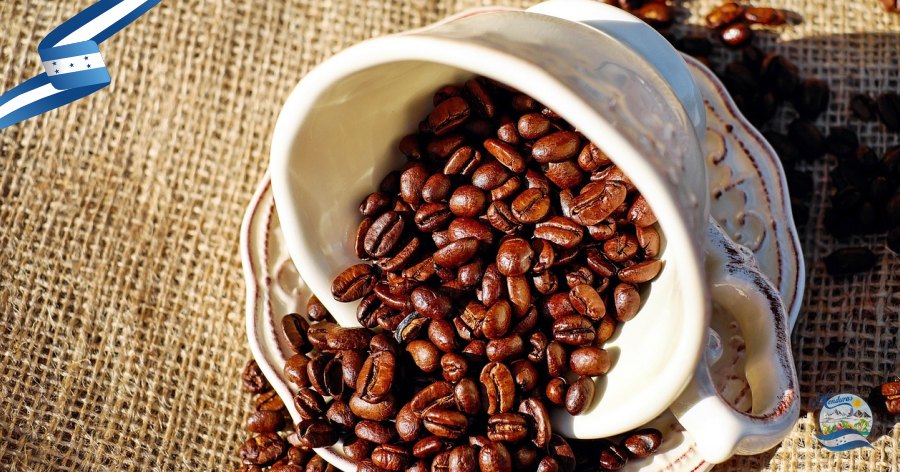 Principales rutas de café en Honduras: una experiencia aromática