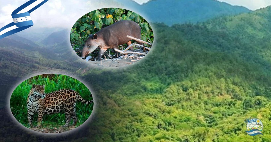 El Refugio de Vida Silvestre La Danta