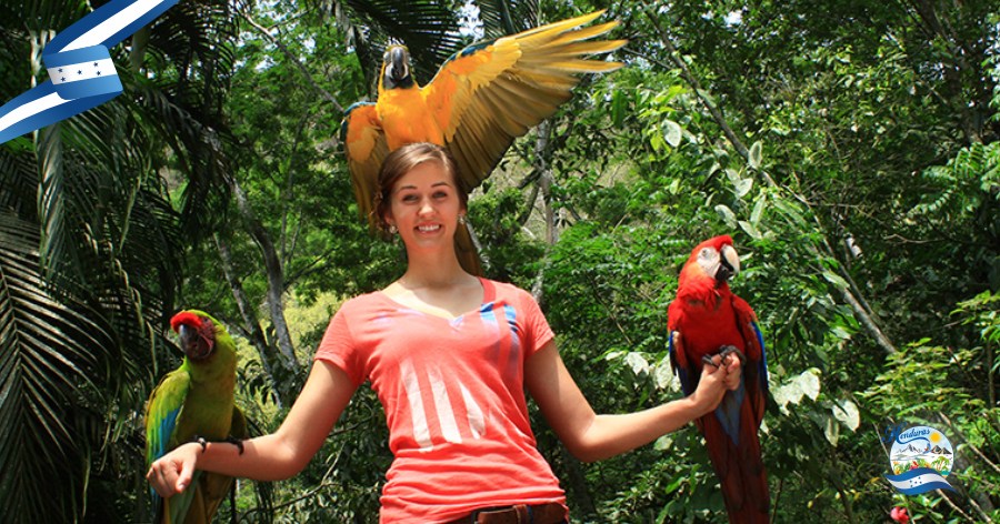 Avistamiento de aves en Honduras: destinos imperdibles en parques nacionales