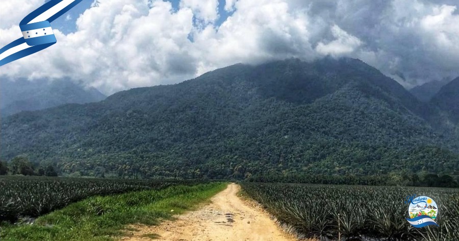 La Ruta del Parque Nacional Pico Bonito: selva, aves y cascadas