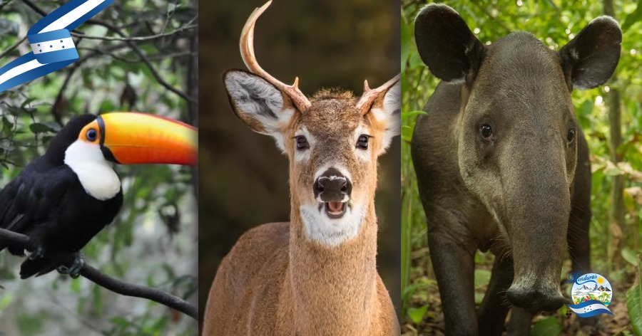 Los animales mas sorprendentes