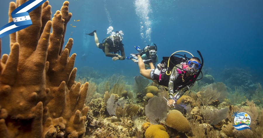 Snorkel y buceo en el arrecife mesoamericano: guía para principiantes