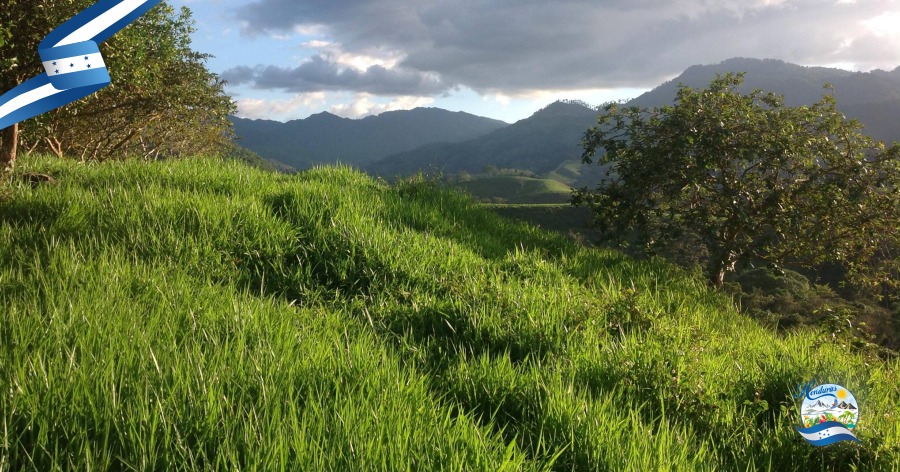 Casa Castejón, Finca El Cisne