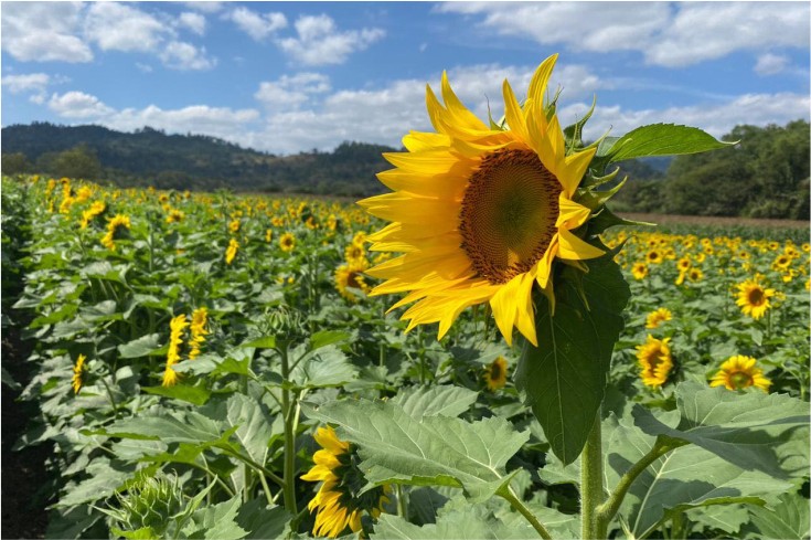 El Paseo de los Girasoles  Copán