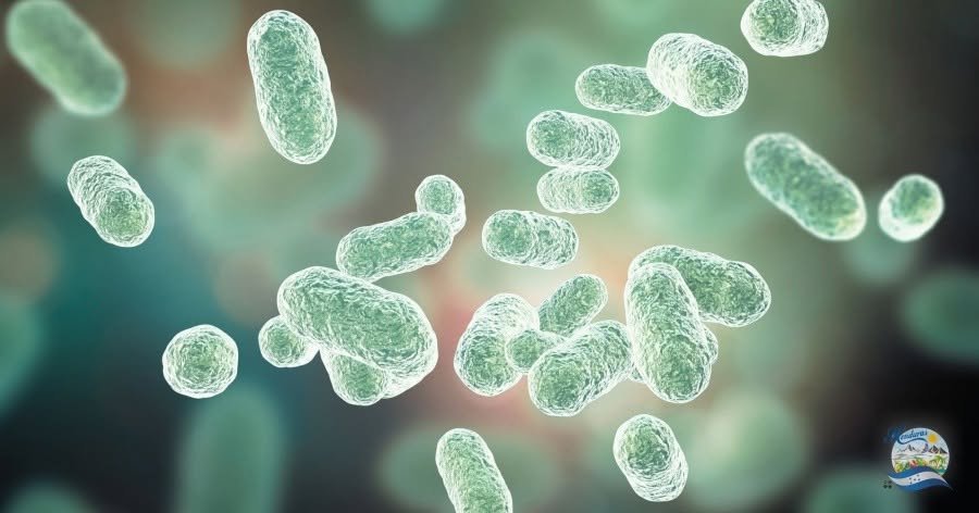 Conexión entre microbioma y presión arterial alta