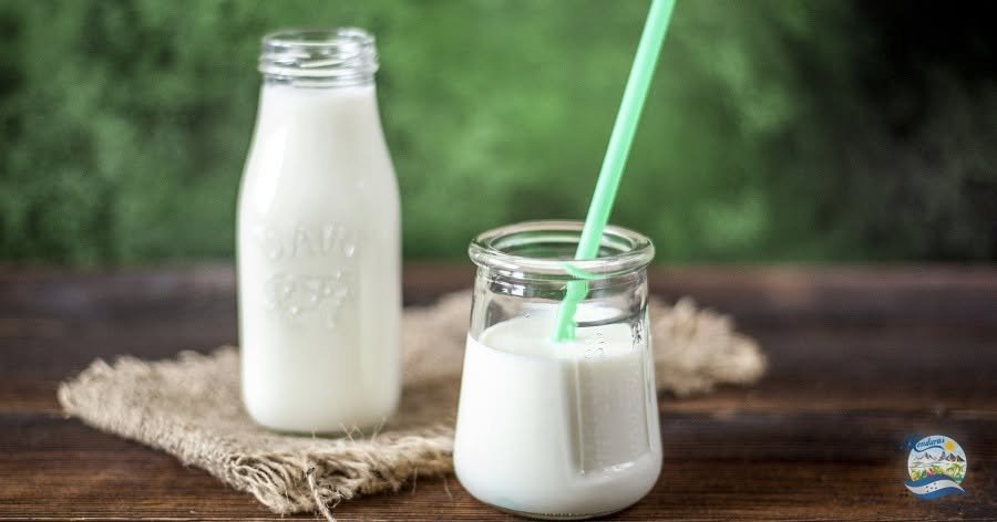 YOGURT NATURAL, GRIEGO, PROBIÓTICO o ARTESANAL ¿Cuál es mejor?